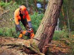 Best Tree Trimming and Pruning  in Grizzly Flats, CA