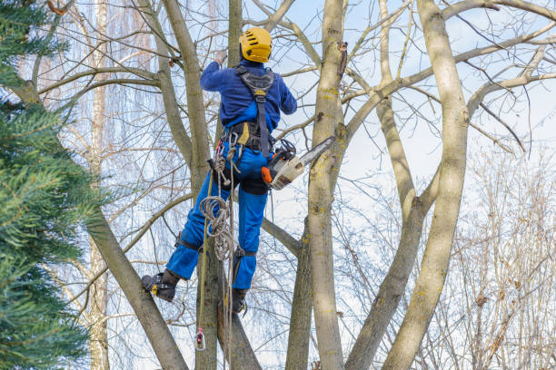 How Our Tree Care Process Works  in  Grizzly Flats, CA