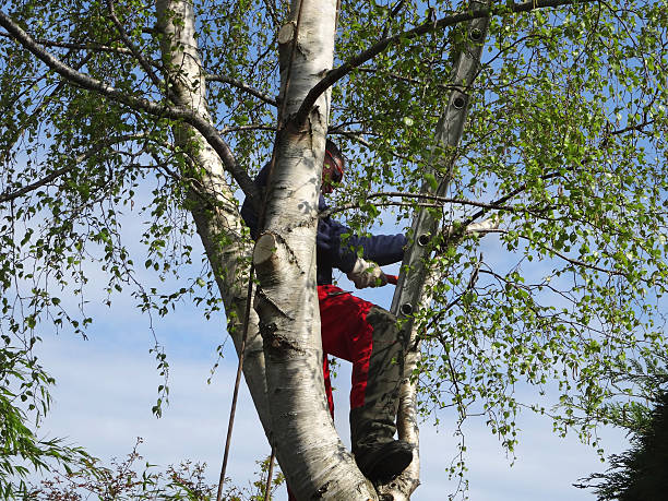 Best Utility Line Clearance  in Grizzly Flats, CA