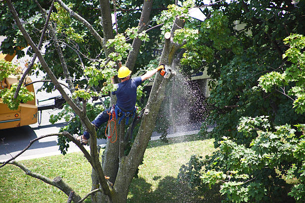 Best Tree Disease Treatment  in Grizzly Flats, CA