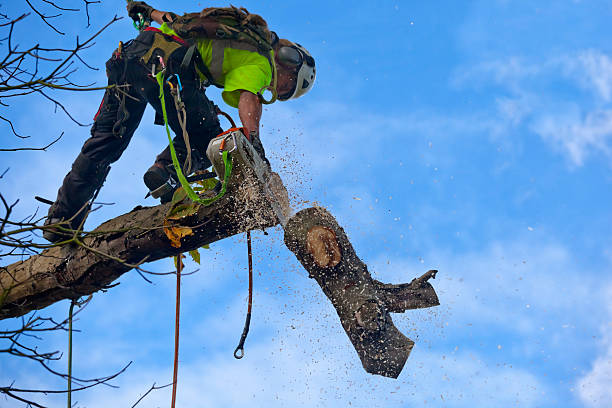 Best Firewood Processing and Delivery  in Grizzly Flats, CA