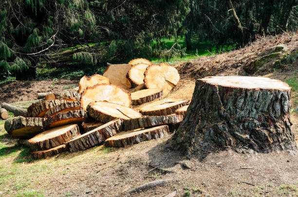 Best Emergency Tree Removal  in Grizzly Flats, CA
